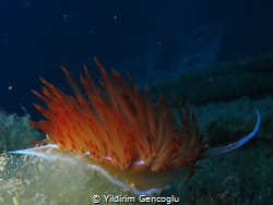 Godiva nudi and Coastguard wreck at Sigacık/Turkey by Yildirim Gencoglu 